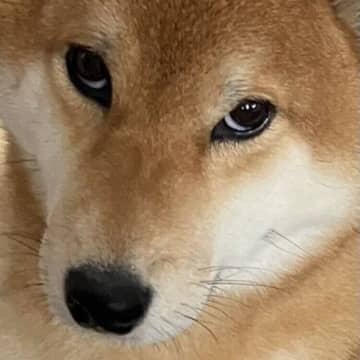 ジットリと飼い主を見つめる柴犬→散歩に連れ出すとまるで“別犬”のニコニコ笑顔にほっこり