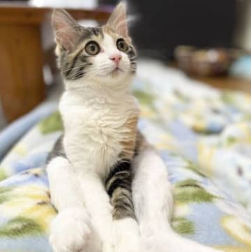 「変化を想像できなかった」生後4カ月の頃に撮影した保護子猫 → 3年後の写真には別猫なモフモフ姿が