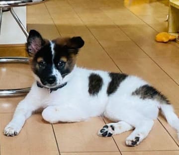 愛犬を亡くした1年後、譲渡会で出会った保護子犬と家族に→2才の現在、家族全員から溺愛される“かけがえのない我が子”に
