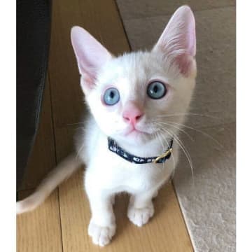体全体が真っ白だった保護子猫→3年後には“別猫”のように激変!?　立派な“笹かま猫”へと成長した姿にほっこり