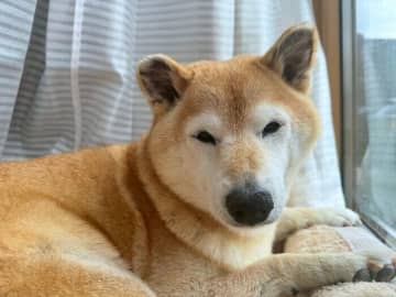 わんこにも懐かしの味がある？柴犬マロたん思い出の味を噛み締め中