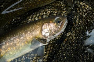 「春が訪れたばかりの渓で入れ食い状態」 今季、山岳渓流一発目は絶好調！【渓流釣り】