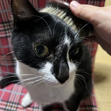 ブラッシングのコツは短時間×毎日！　猫の換毛期のトラブル対策