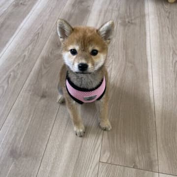 犬の首輪とハーネスはどっちがいいの？ それぞれを使い分けるポイントとは？