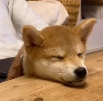 「どんなところでも寝られる犬」の特徴とは？テーブルの上にあごを乗せて“寝落ち”した柴の子犬｜獣医師解説