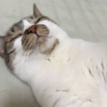 「いい顔をして寝てる」“こてん”と横になる元保護猫　無防備な寝顔に1.1万人が「いいね」する