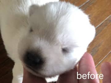 まだ目が開いていなかった“白玉”のような生後2週間のウエスティ子犬→約半年でスクスクと成長！飼い主にとって「かけがえのない存在」に！