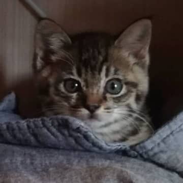 あどけなかった生後4カ月の保護子猫→6年後の想像もつかない「虚無顔」にキュン！