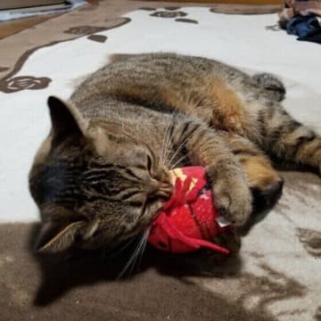 「八つ当たり」や「圧をかける」って猫もする？　専門家に聞いてみた！