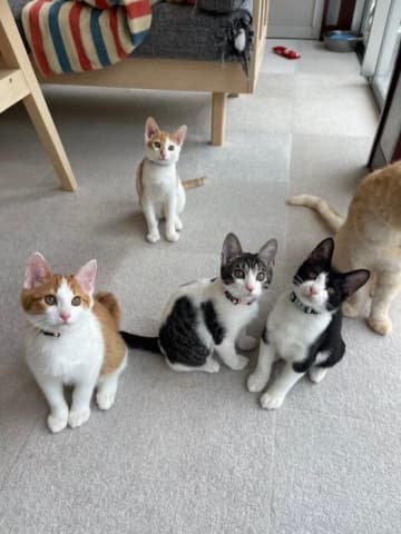 “ワースト１位”を機に、日本初の猫条例が制定