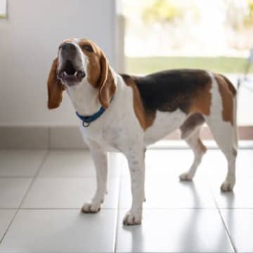 犬が『吠え続けている』時の心理4つ　主な原因から落ち着かせるための対処法まで