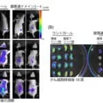 乳がんを増悪化させる二量体VIPR2を発見　脱二量体化でがんの進行抑制に期待