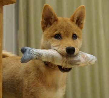 ぬいぐるみをくわえる姿が可愛い柴の子犬→ヤンチャな時期を経て、2年後には「笑顔が魅力的で優しいコ」に成長！