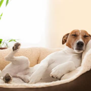 犬が寝る前に『ぐるぐる回る』心理3つ　毎日やっているけど放っておいても大丈夫？