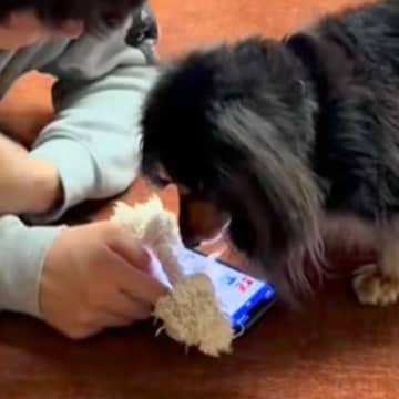 スマホをいじっていたら、犬が『遊んでほしい』と近づいてきて…絶対に断れない誘い方が97万再生「ちゃんと分かってる」「ワンコって健気」