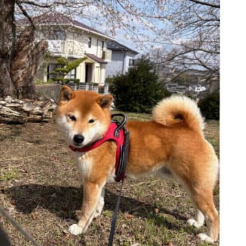 いつまでも元気で歩けるために！犬の健康長寿に役立つ運動のコツ5選