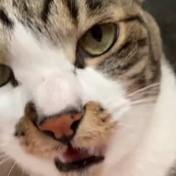 お母さんが『おはよう』と猫に挨拶をした、次の瞬間…驚くべき『会話の様子』が247万表示「何回聞いても完全に言ってる」「声渋くて可愛い」
