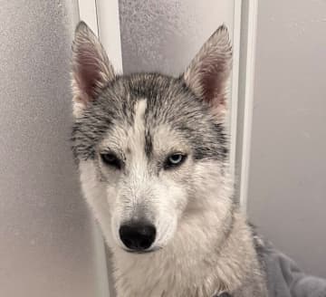 「愛する飼い主を見る目とは思えない」　苦手なお風呂に入れられて「許さない」と感情ダダ漏れなハスキーの表情にクスッ！