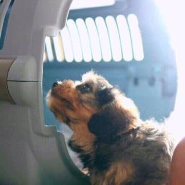 愛犬との車のお出かけ前に必ずチェックしたい「事前準備」とは？