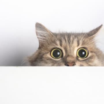 猫の『興奮スイッチ』がONになったサイン3選　どんなときになりやすいかも解説