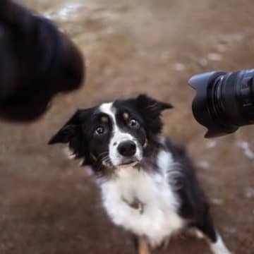犬が『我慢』しているときにみせるサイン5選　辛い気持ちに耐えているかどうかを判断する方法とは？