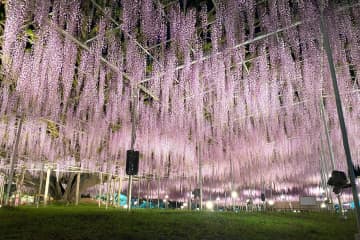 あしかがフラワーパークの「大藤」がGWいっぱいまで見頃に 「大藤まつり」が開催中　ライトアップも