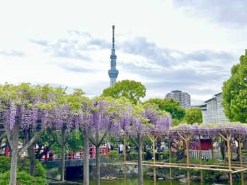 【亀戸】4/30まで！亀戸天神社で藤まつり開催中〜♪