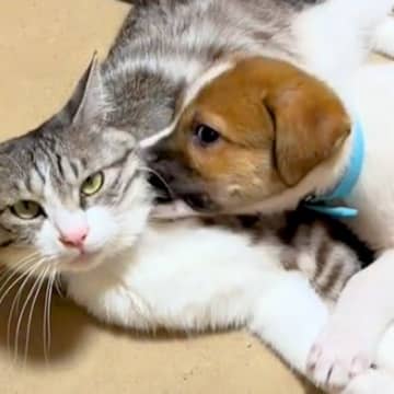 『中型犬サイズになる』と思っていた保護犬の赤ちゃん→１歳になった結果…まさかの『完全に大型犬化した現在』が12万再生「思った以上ｗ」