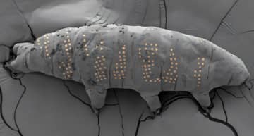 科学者が体長0.5mmのクマムシにタトゥーを入れる技術を開発。微細な生態適合デバイスの研究で