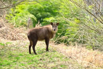 『カモシカ』はシカじゃない！実は「牛」に近い動物って知ってた？