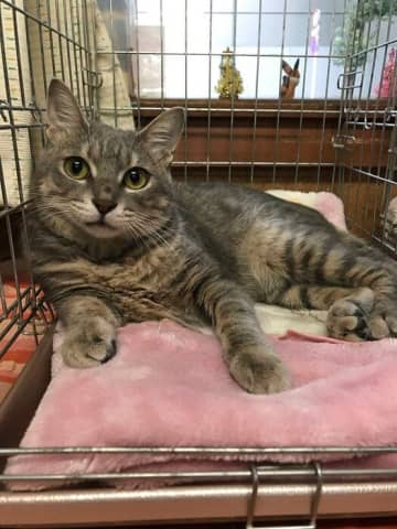 譲渡会で出会ったときから甘えん坊だった愛猫→7年後、「なでろ」とアピールする姿が話題に！
