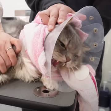 『サロンで大絶叫していた猫』が２年間通い続けた結果…驚きの"変化"が凄すぎると8万再生の反響「ホントびっくり」「本当にすごい」の声