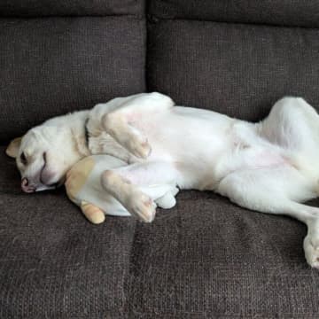 「安心しきって寝ている」家が大好きな元保護犬！ お気に入りのぬいぐるみを敷いてヘソ天で眠る姿にほっこり！