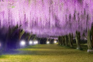 【約100種の藤が幻想的にライトアップ！】岡山県のゴールデンウィークに行きたいおすすめスポット6選！