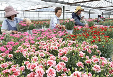 母の日へ　カーネーション　出荷最盛期　茨城・常陸太田