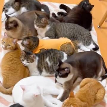 ホットカーペットの上でくつろぐ12匹の猫たち→横を見てみると…？涙を誘う『予想外の姿』が27万再生「かわいそうｗｗ」「予想以上だった」