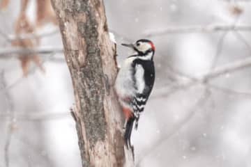 キツツキが脳震盪を起こさない理由…それは「脳のサイズ」にあった！？