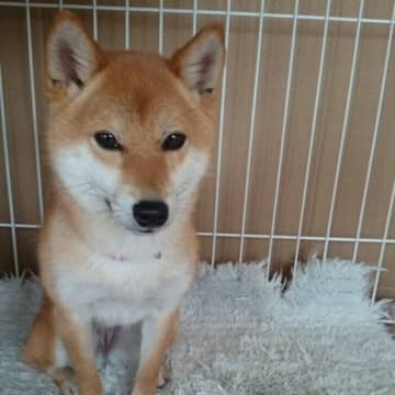 「いまだに子犬と間違われる」若々しい元保護犬の柴犬→9年前との比較写真に「若返って羨ましい」と驚きの声！