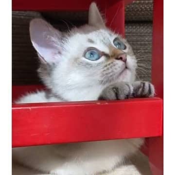 目をキラキラさせながら遊びに夢中な小さな子猫→2年後の「まるまる、ふっくら」した成長姿にほっこり！