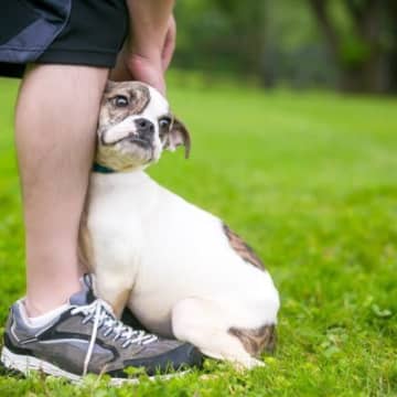 神経質な犬』の特徴5選　敏感な犬への正しい対応やストレスを溜めないためにできる配慮まで