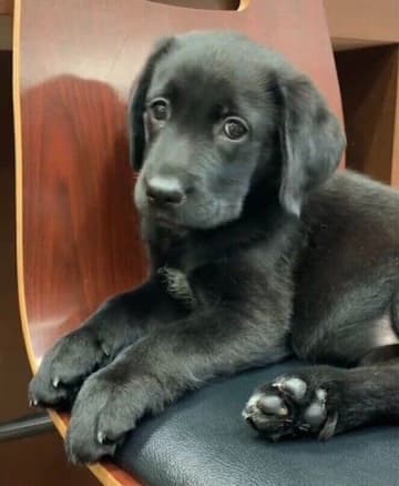 お迎え当初、「どのコよりも静かでおとなしかった」ラブラドール子犬→約2年後、「天真爛漫を絵に描いたような“我が家の主”」に成長！