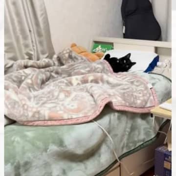 寝室に入ったら、ベッドで猫が…一緒に寝る気マンマンすぎる『まさかの待ち方』が91万再生「早くきなよって言ってるｗ」「ぬいぐるみかとｗ」