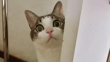 「盗んだはずのチュールが…消えた！？」食いしん坊にゃんこの悲劇を捉えた動画が「面白すぎる」「可愛くて何度も見ちゃう」と話題【激かわアニマル奇跡の瞬間】