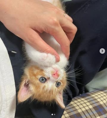 カラスに狙われていた生後3週齢の子猫を保護→家族に迎えてもうすぐ2年、優しい“お兄ちゃん”へと成長中！