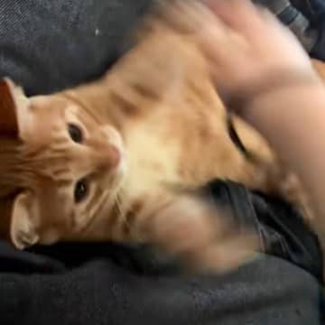 飼い主さんと元気よく遊んでいた子猫が、３秒後…思わず目を疑う『まさかの姿』が126万再生「想像以上で笑ったｗ」「手からなんか出てる？」