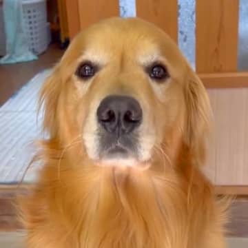 仕事に行くため『道具を持ってきて』と大型犬にお願いをしたら…完全に言葉を理解している『まさかの光景』が15万再生「びっくり」「感動した」