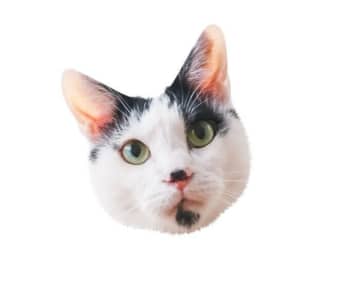 猫の性別見分けられる？　オスの顔の特徴＆メスの顔の特徴