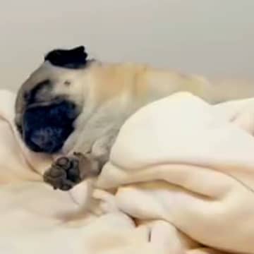 散歩前に爆睡してしまった犬→起きないので『魔法の言葉』を言った結果…衝撃の反応が190万再生「速すぎて草」「お父さん嬉しいねｗ」と絶賛