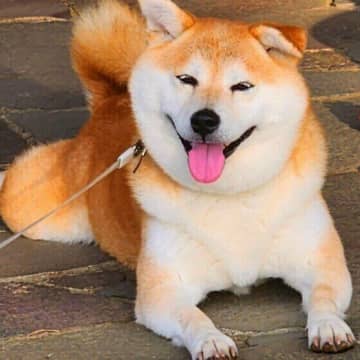 犬のトイレ“はみ出し”問題を解決！具体的な対策アイデアとは