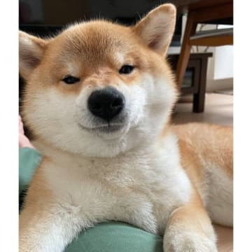 「冬毛」と「夏毛」で大胆に毛量が変化！　“別犬”のような変化を見せる柴犬の姿からわかること｜獣医師解説